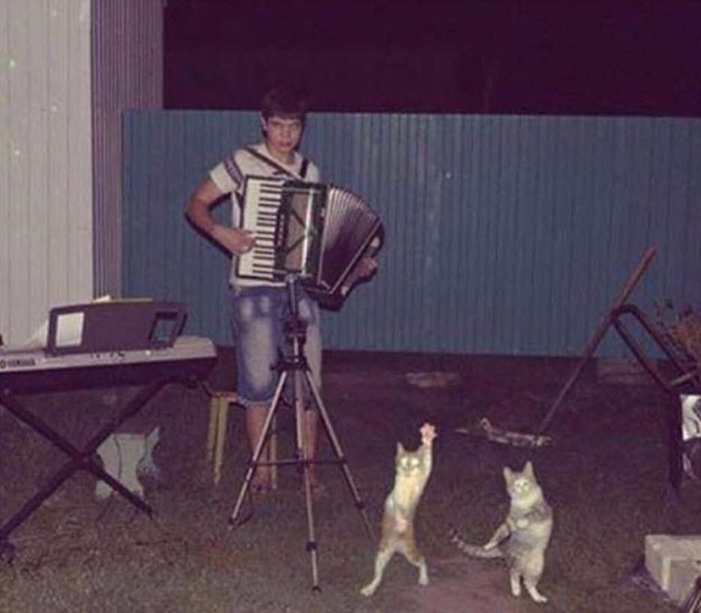 С днем рождения кошки