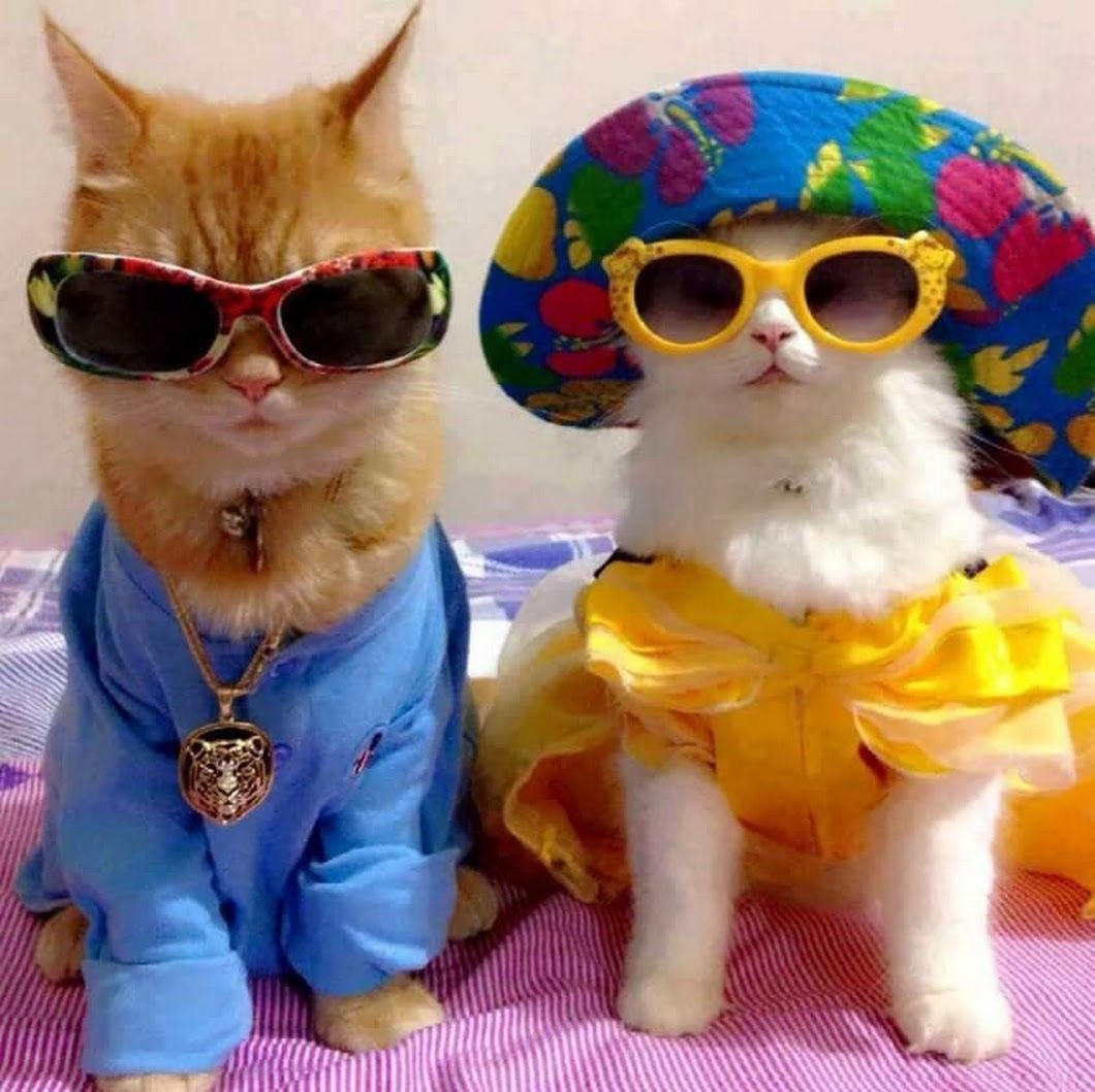 Кот Степан с бокалом вина