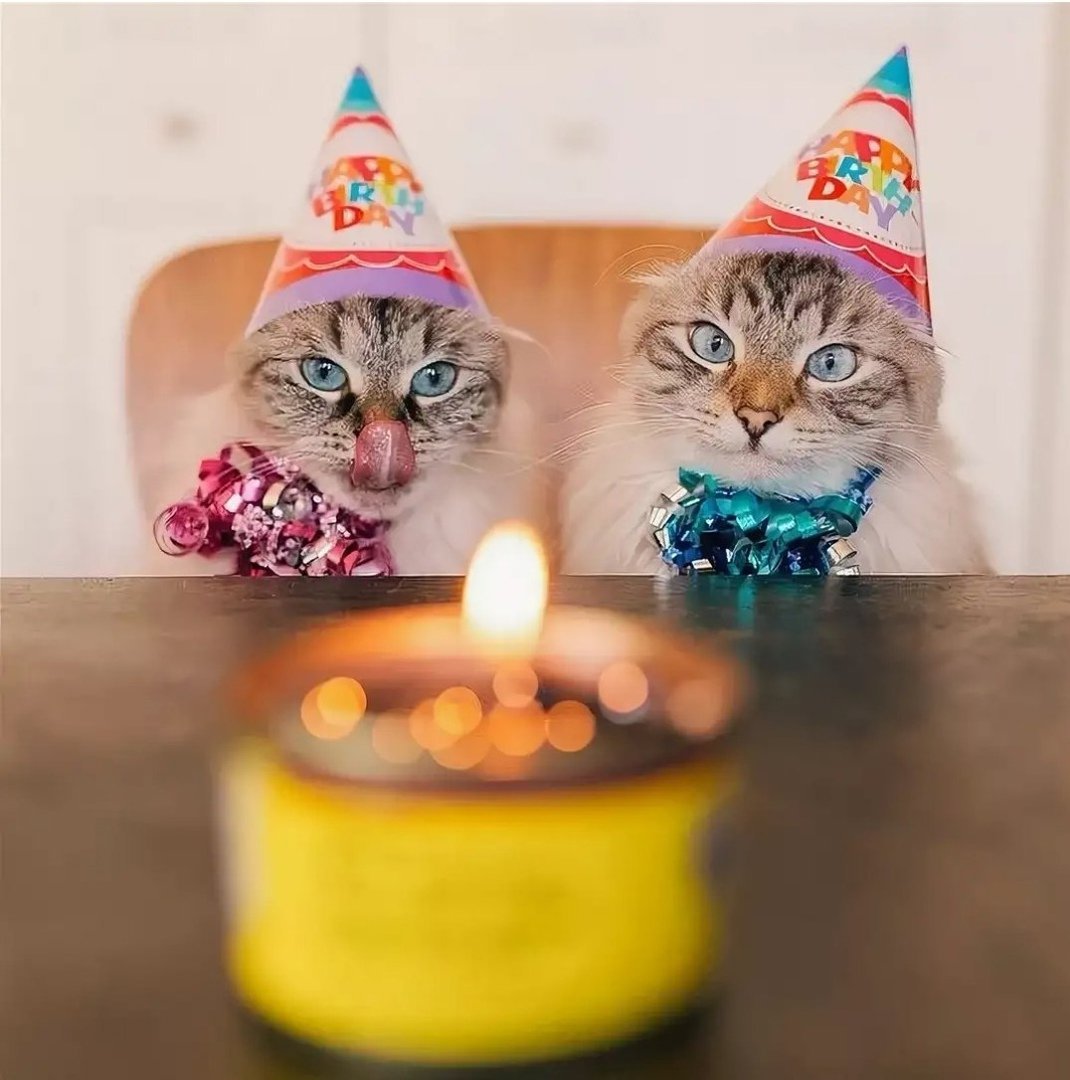 Пригласительные на кошачью вечеринку