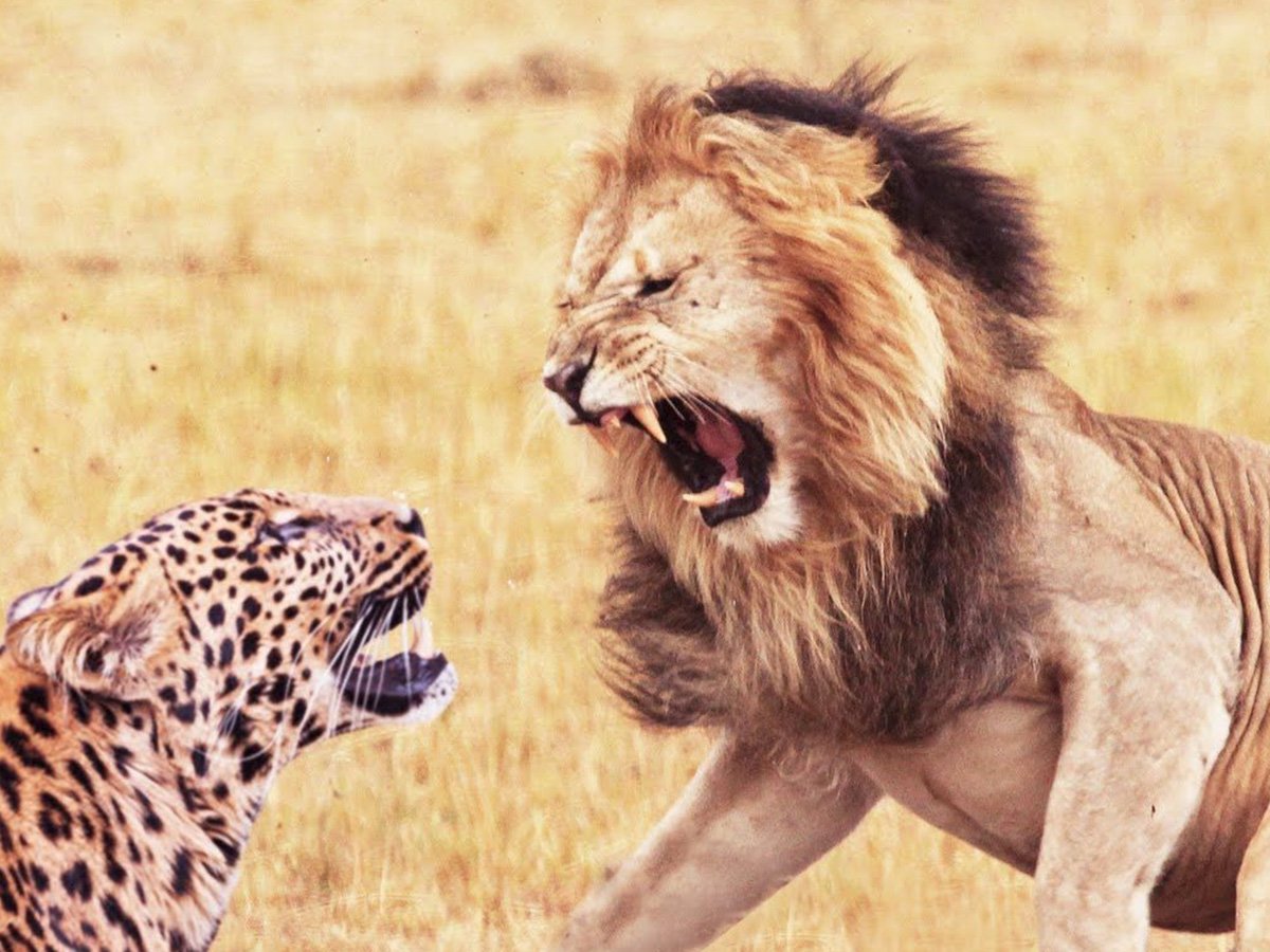 Саблезубый Кугуар