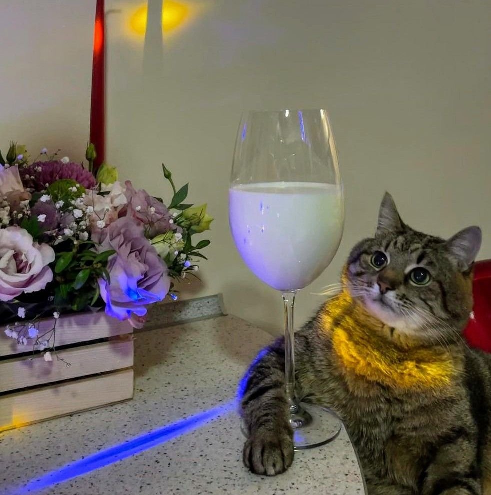 Собачья вечеринка