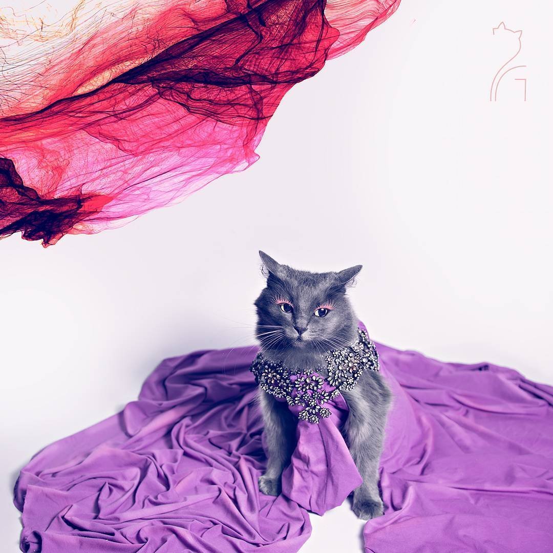 Модная кошка