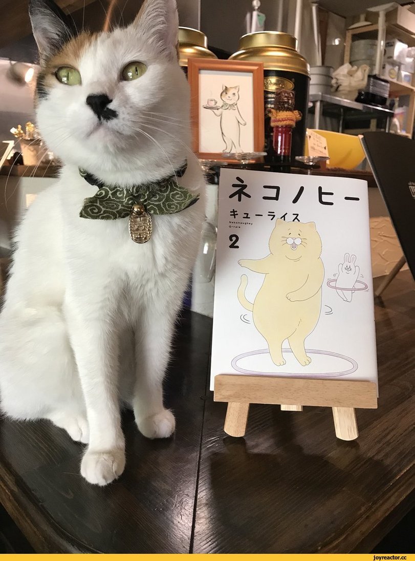 Много животных в квартире