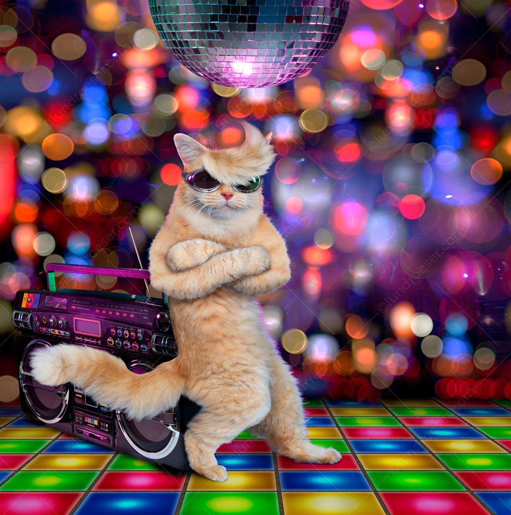 Котики резвятся