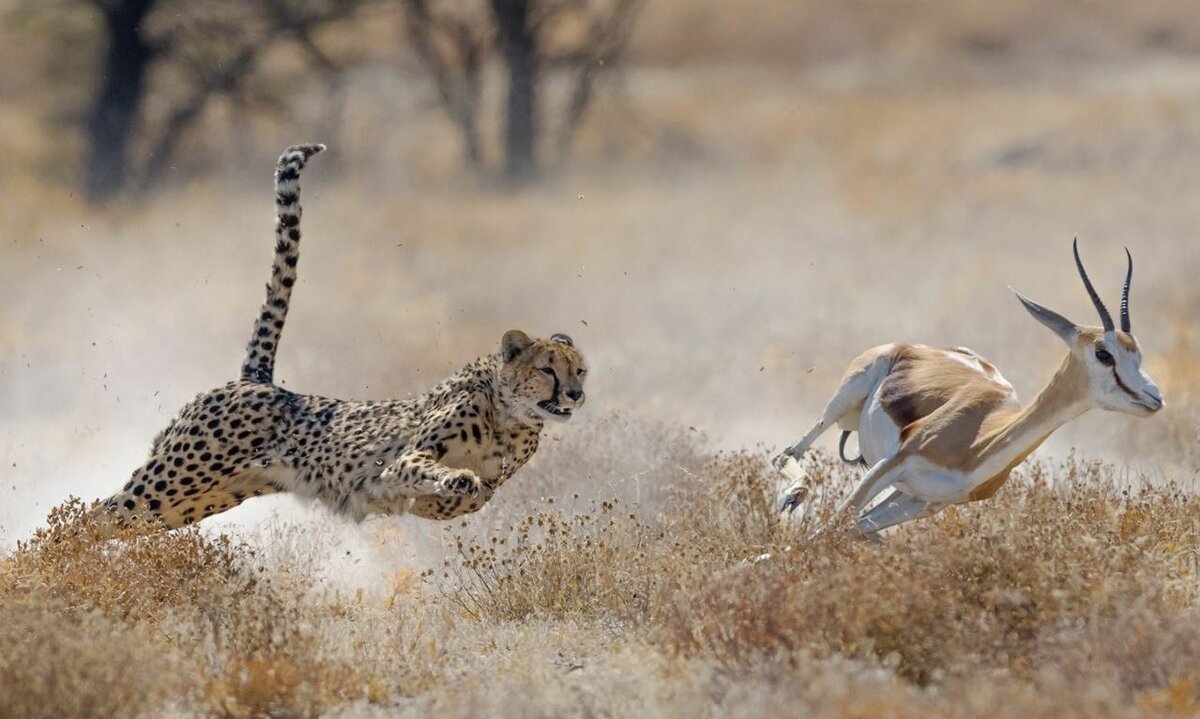 Охота Льва на зебру