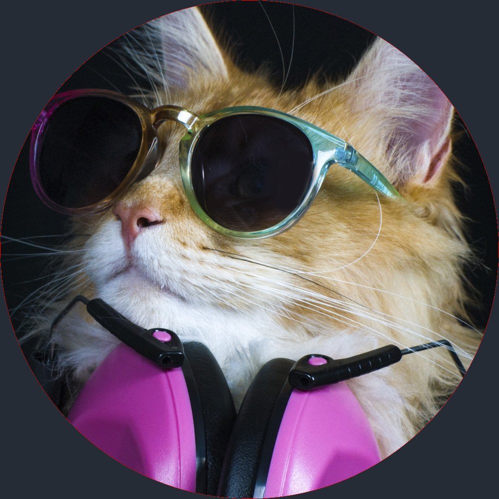 Тусовка котов