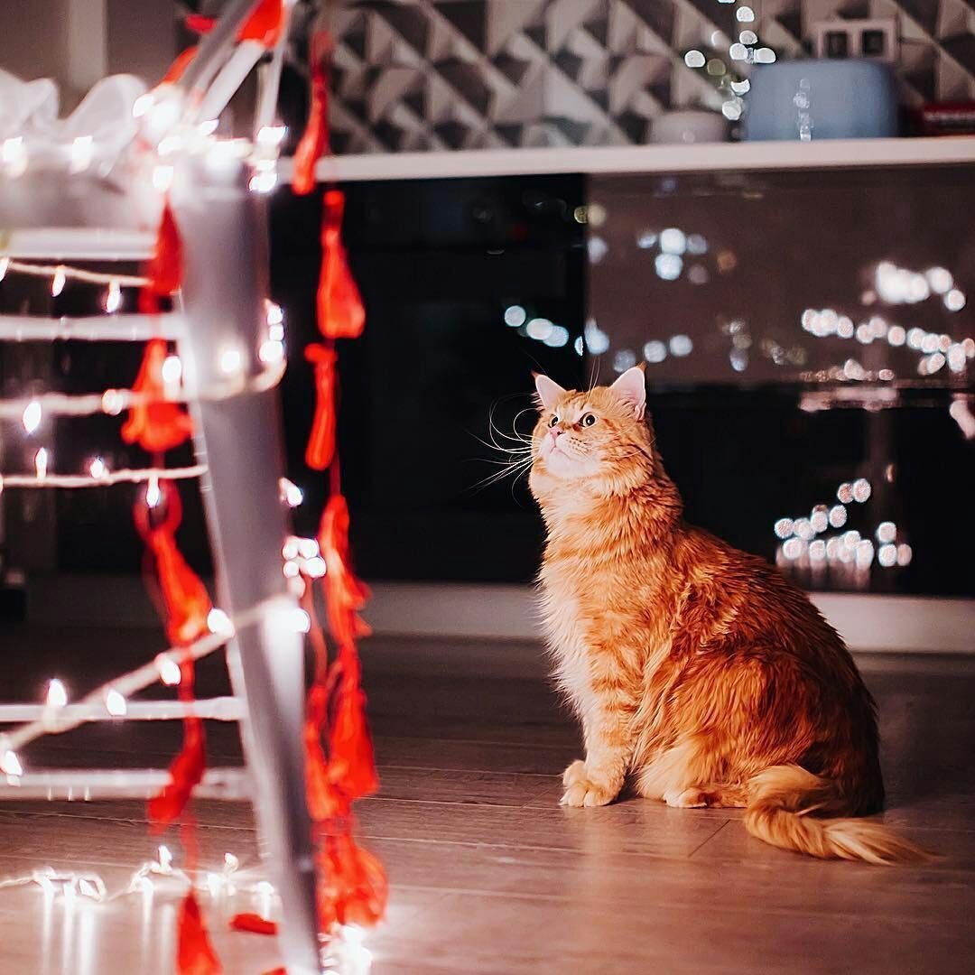 Котик в пижаме