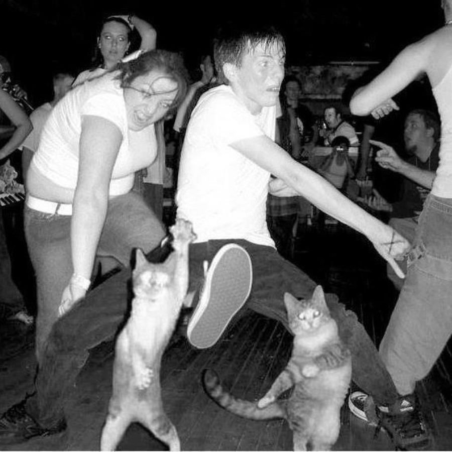 Кот в гирлянде