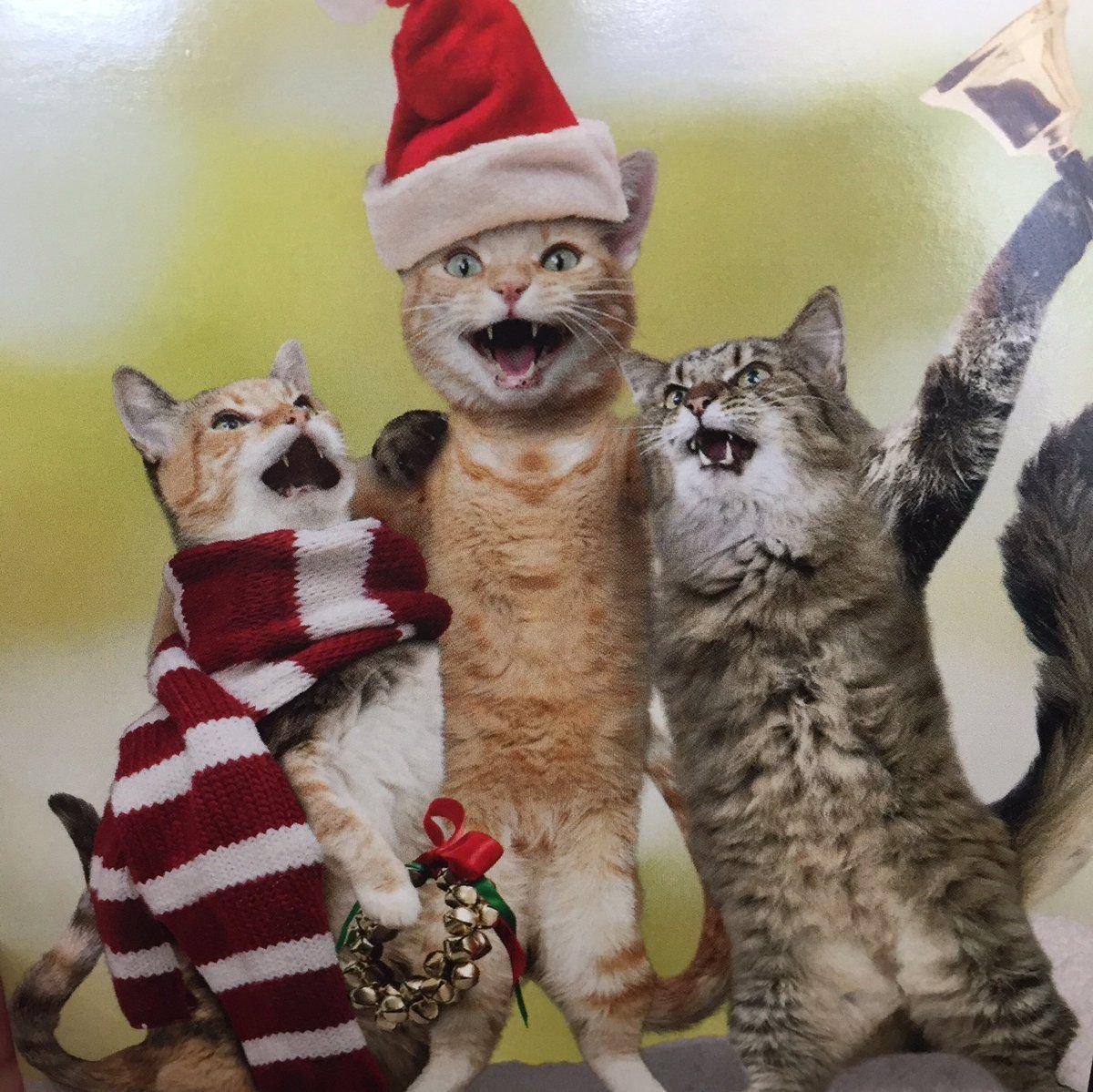 Кошачья вечеринка