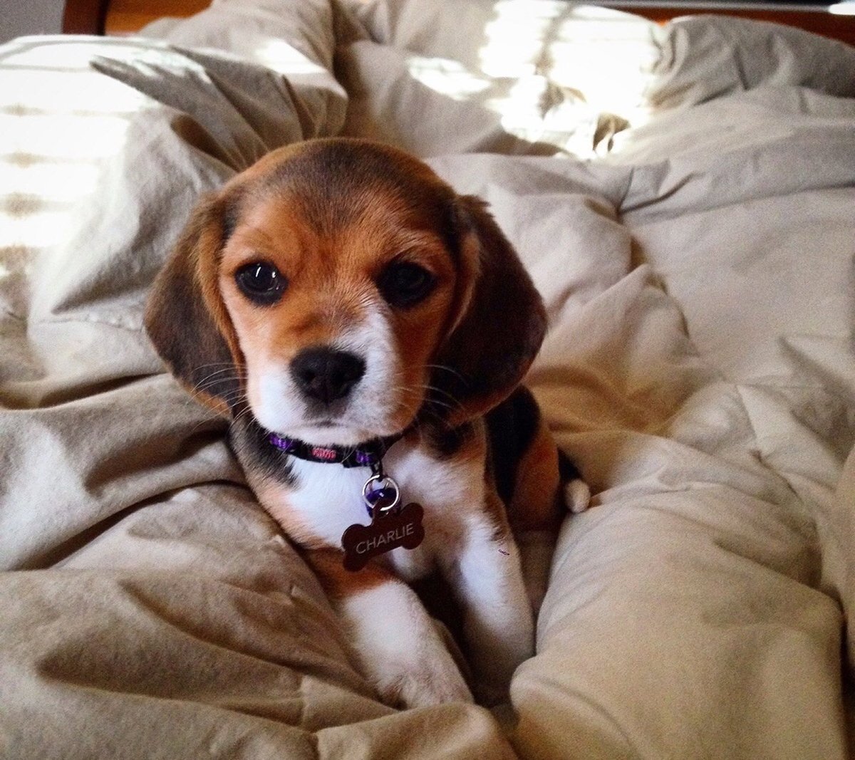 Мальтипу Эстетика