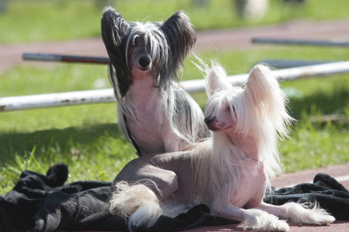 Мексиканский ксоло