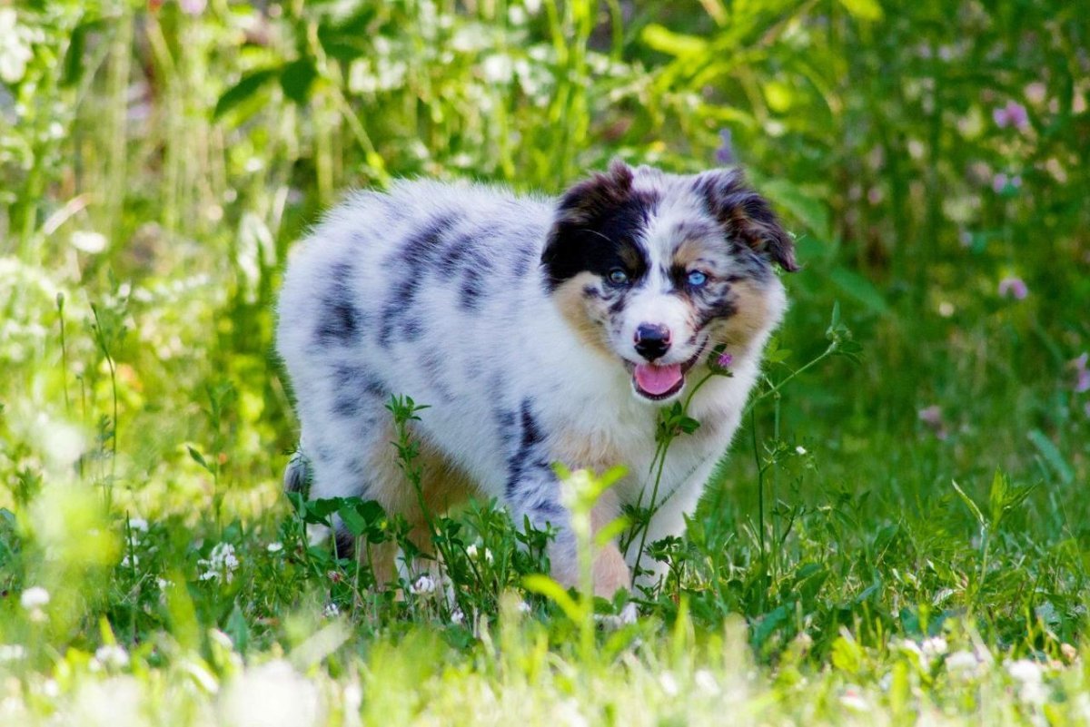 Австралийская овчарка густая грива