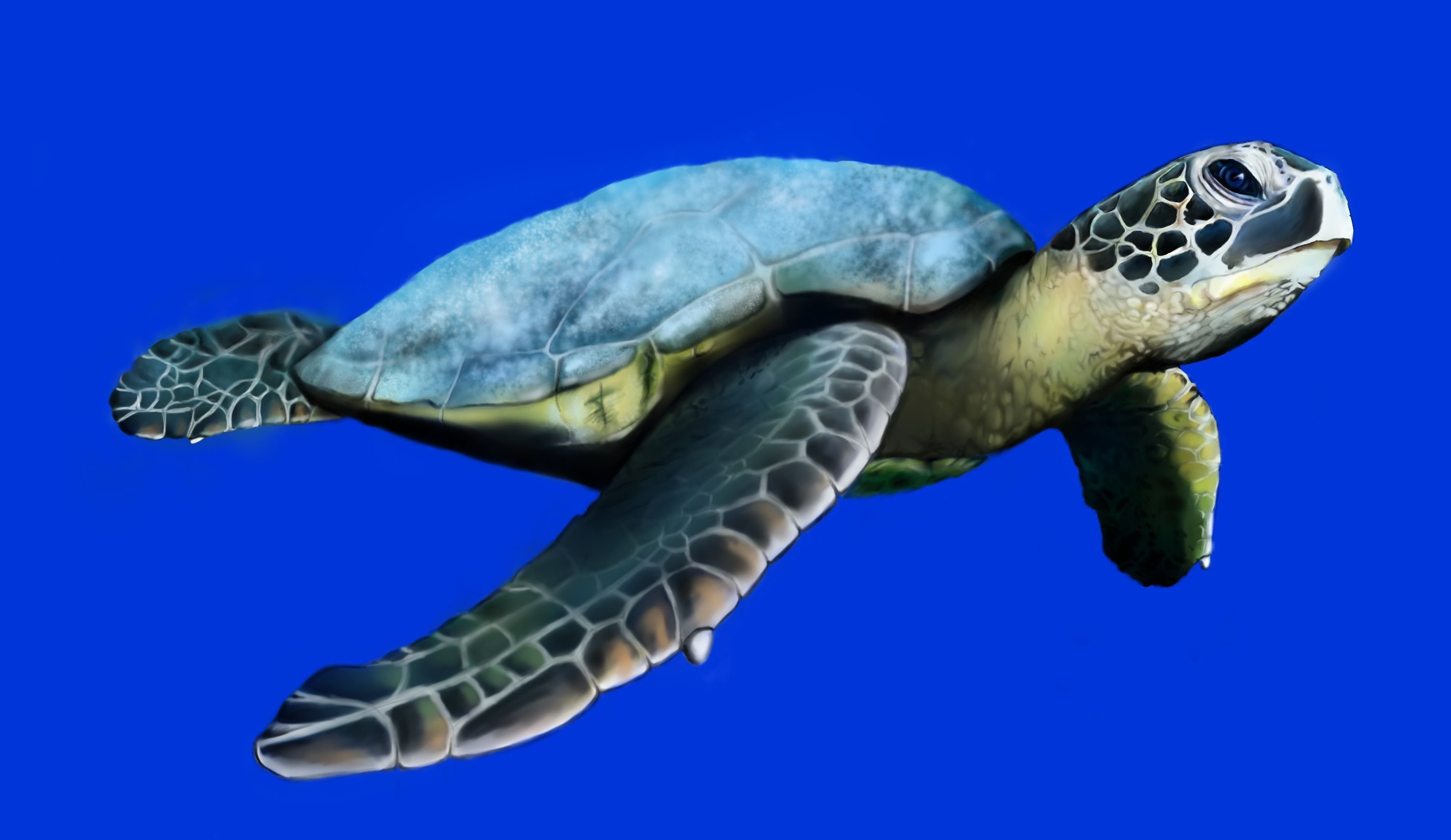 Ласты черепахи. Морская черепаха. Морская черепаха референс. Морская черепаха сбоку. Черепаха на белом фоне.
