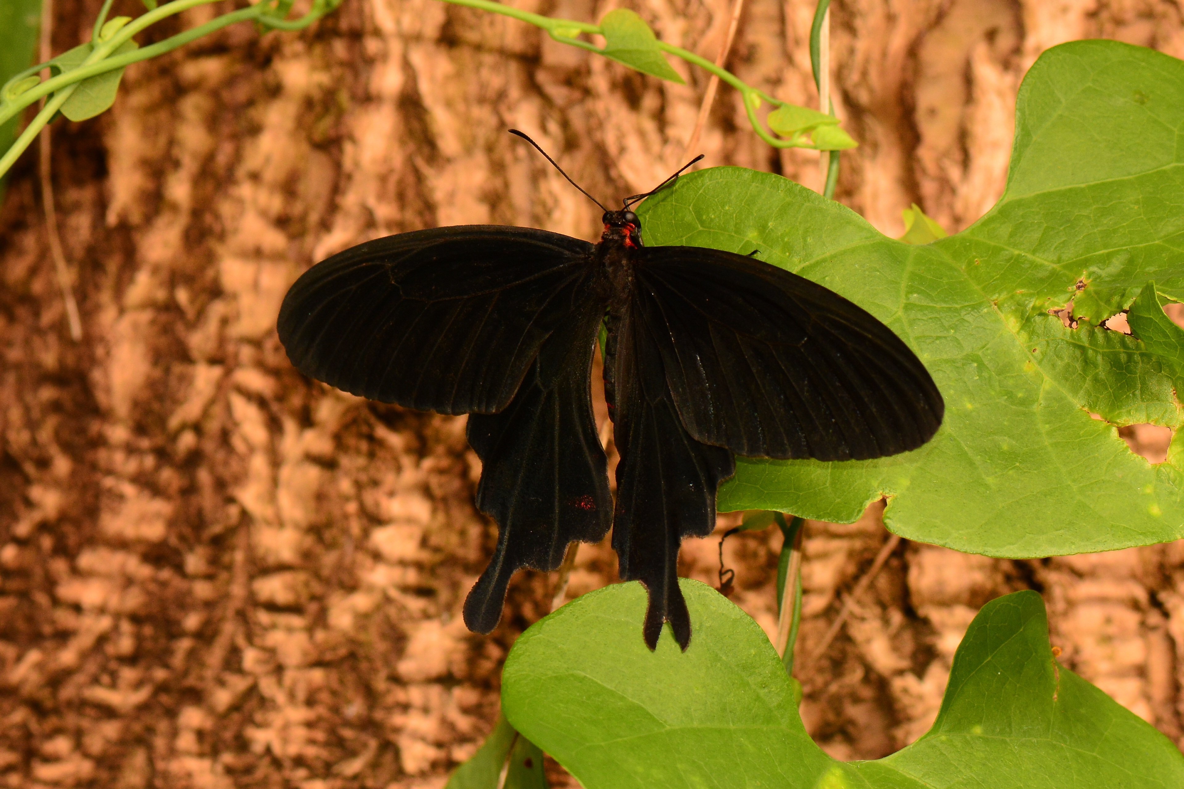 Сохранение темных бабочек в результате. Олимпиус Инферно бабочка. Papilio ascalaphus. Бабочка Papilio ascalaphus. Бабочка Махаон ласточкин.