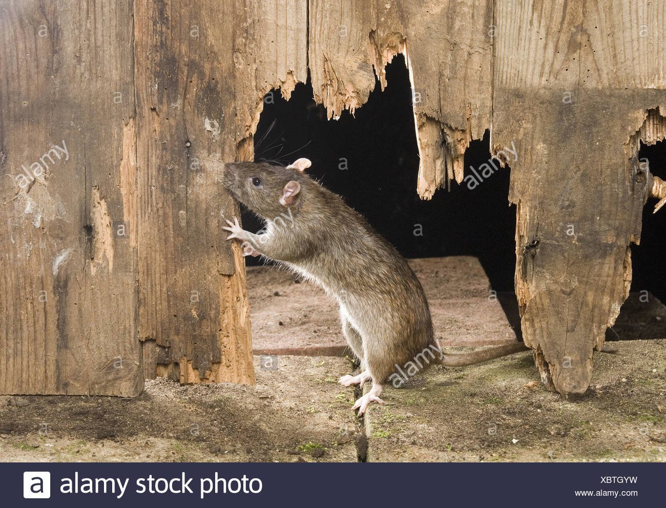 Мыши обгрызли. Амбарная крыса Пасюк. Мышь амбарная. Мышь в амбаре. Грызуны в хозяйстве.