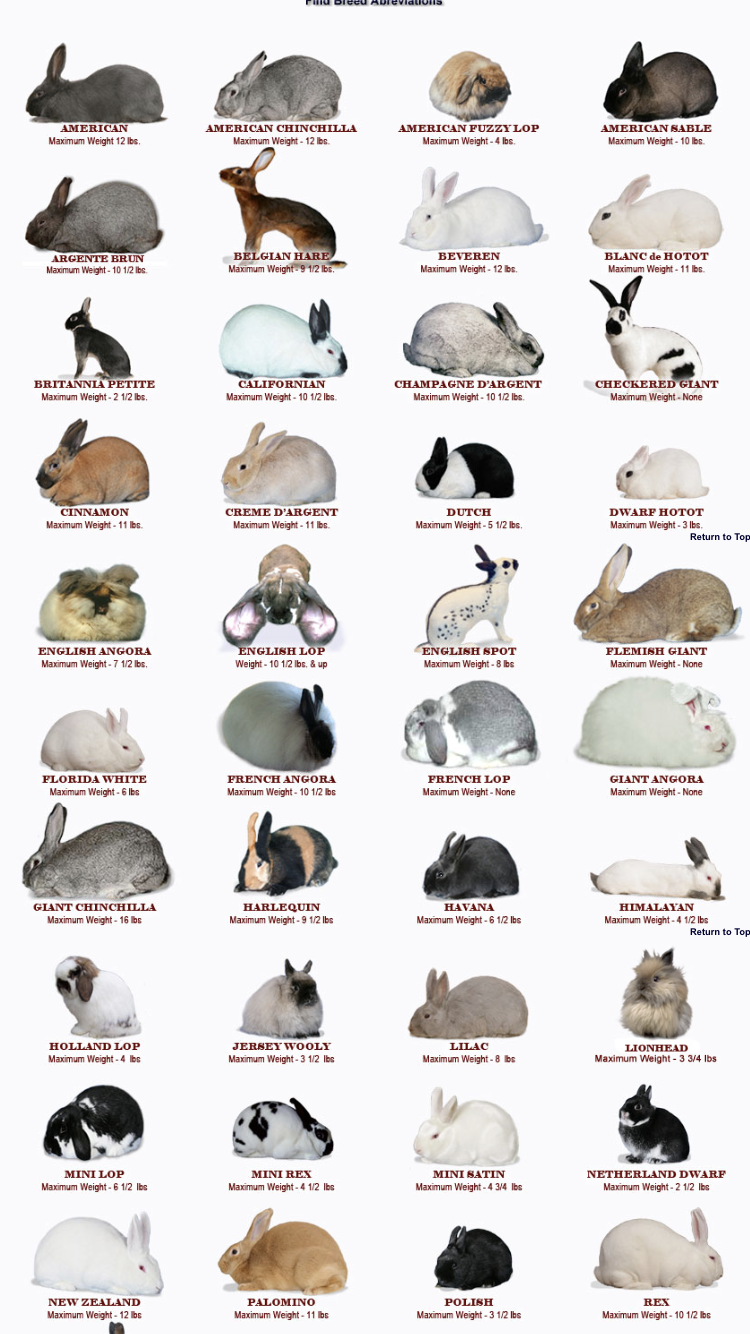 Лучшие 16 пород кроликов с фотографиями и названиями