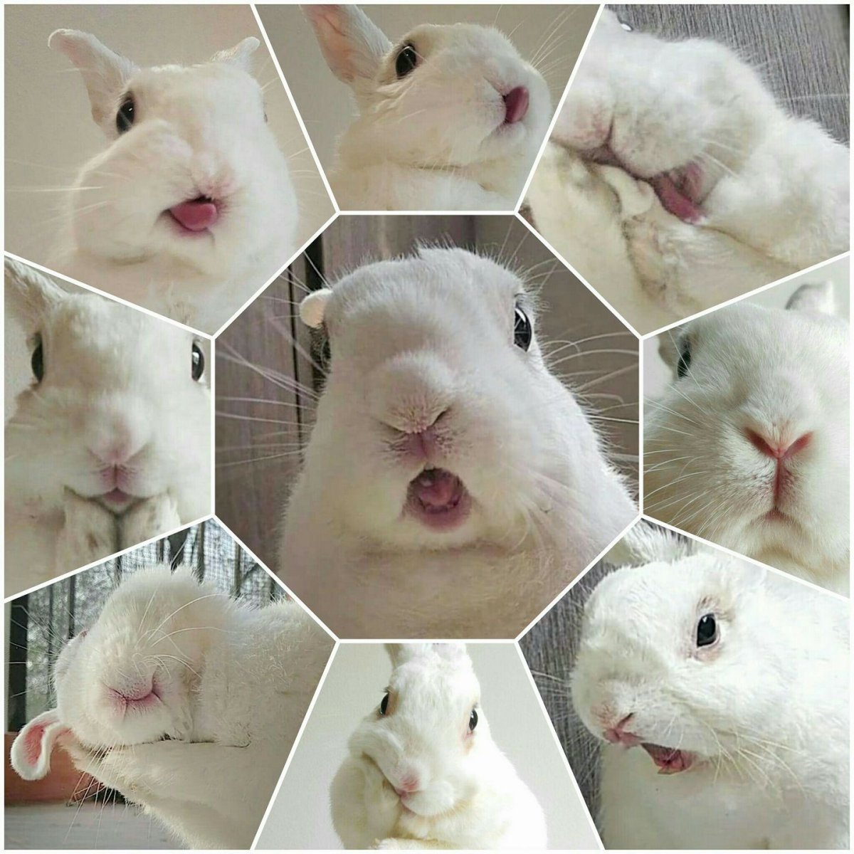 Картинки кроликов коллаж