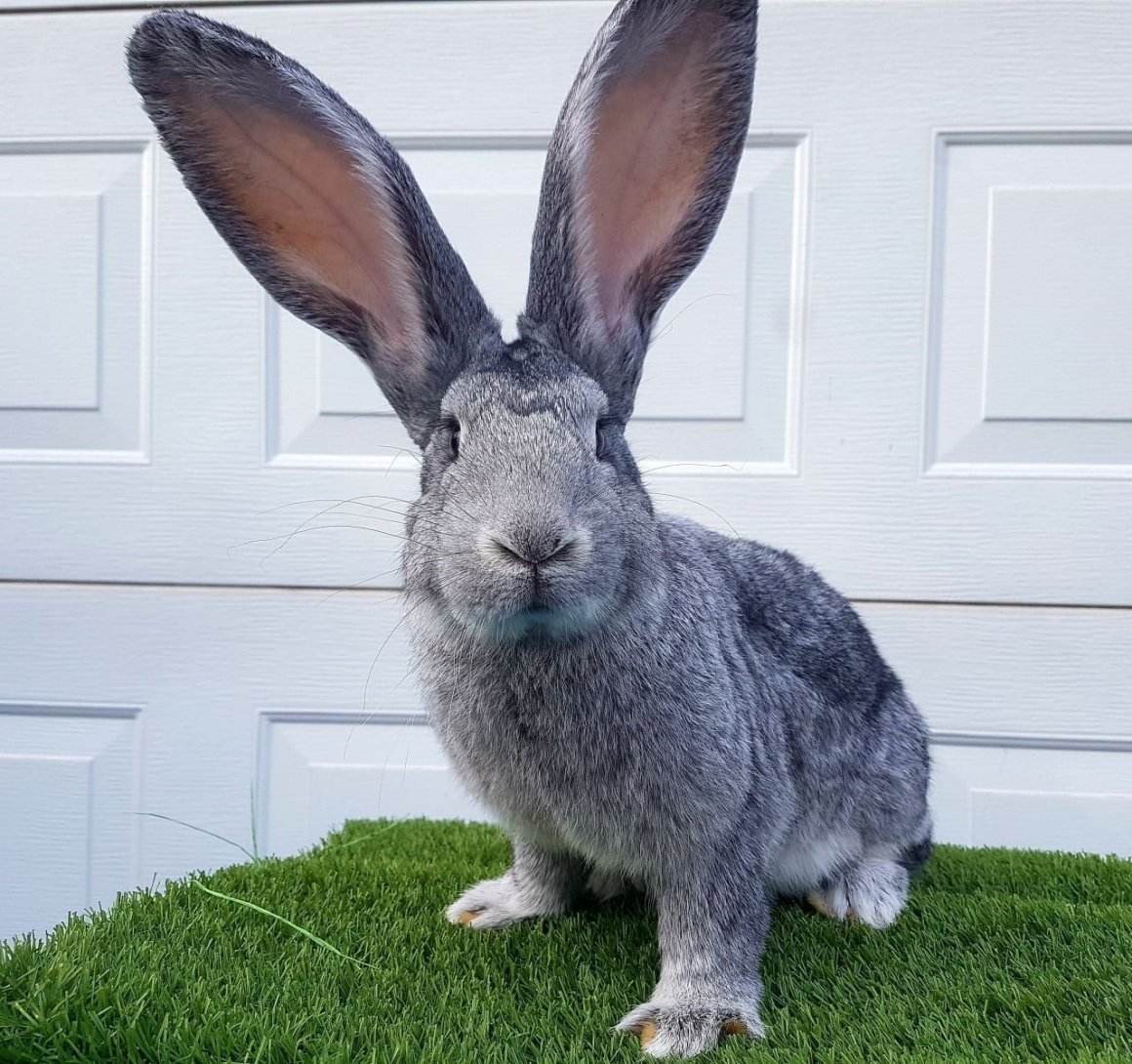 Continental giant Rabbit