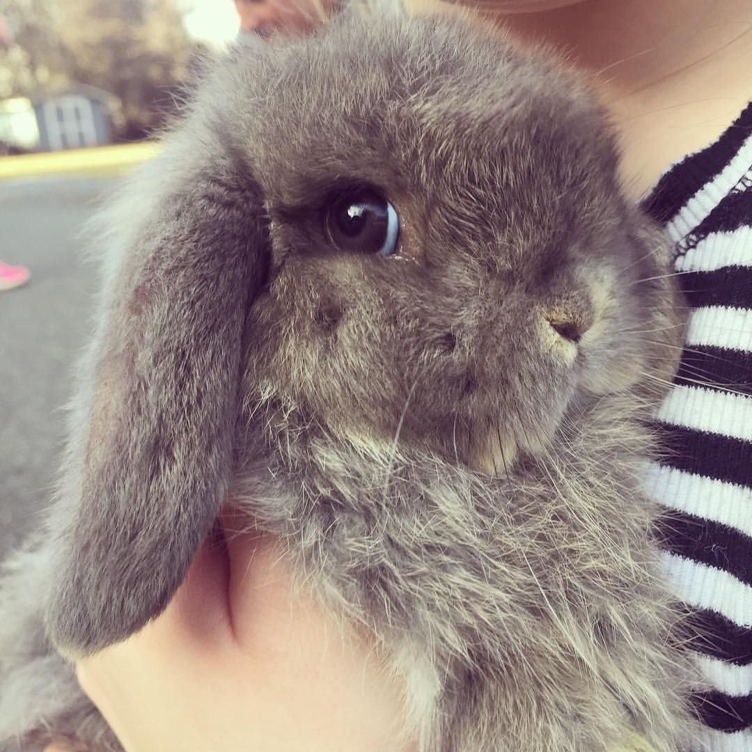 Самый милый кролик в мире