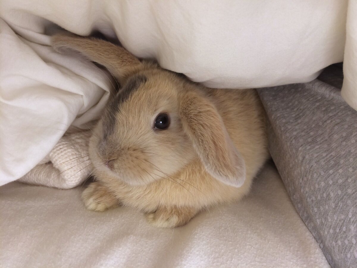 Бежевый кролик