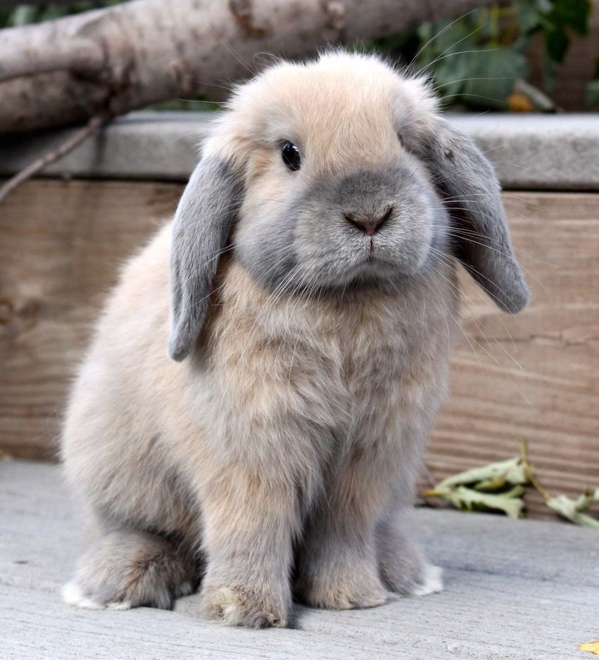 Пушистый кролик