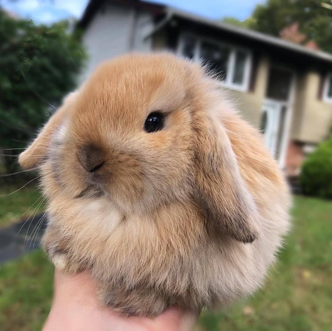 Декоративные кролики смешные