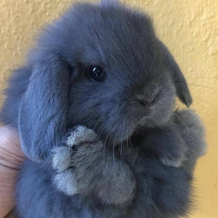 Карликовый кролик Минилоп