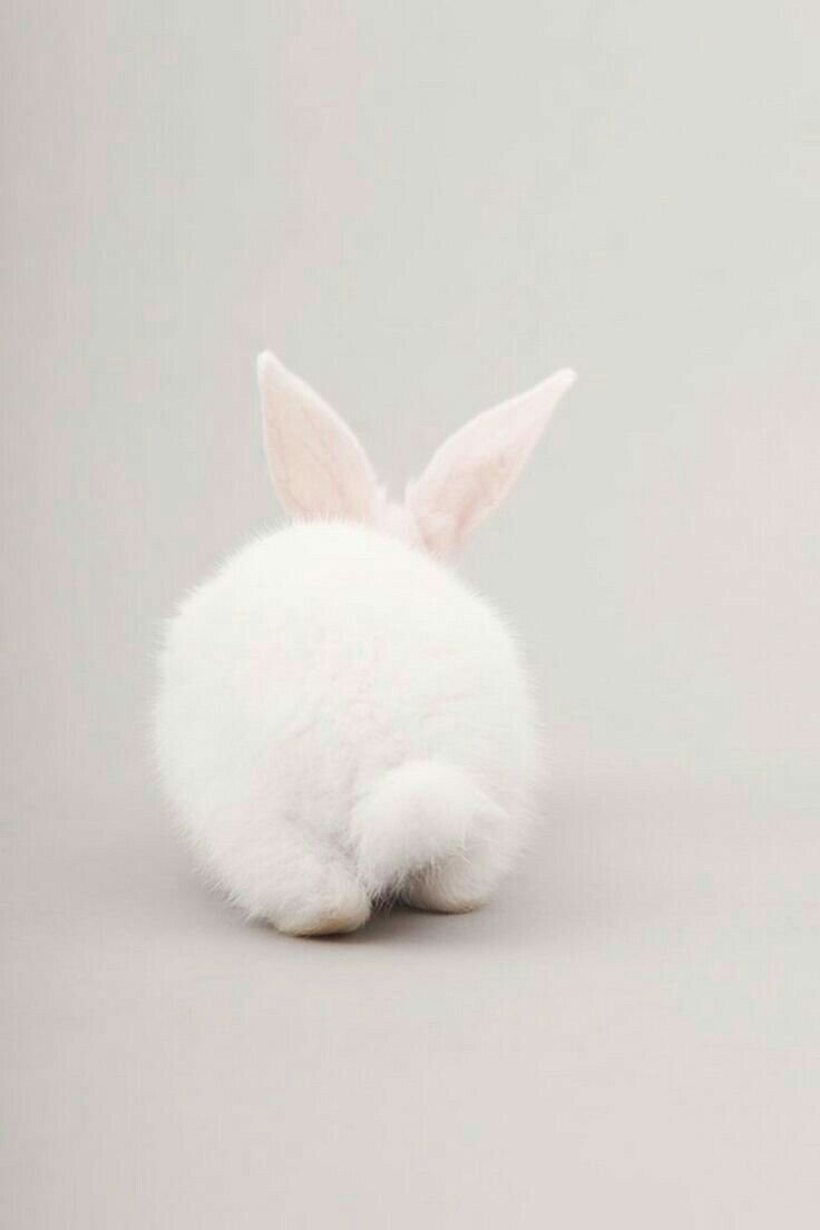 Хвостик кролика