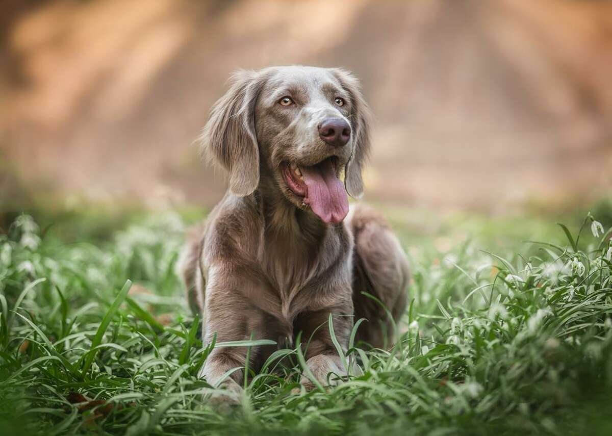 Кане Корсо и питбуль
