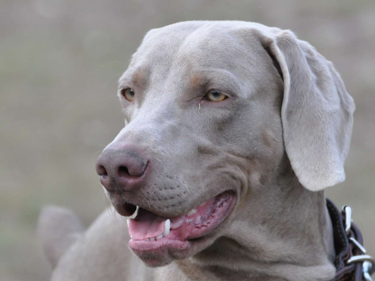 Собака вейнерамара