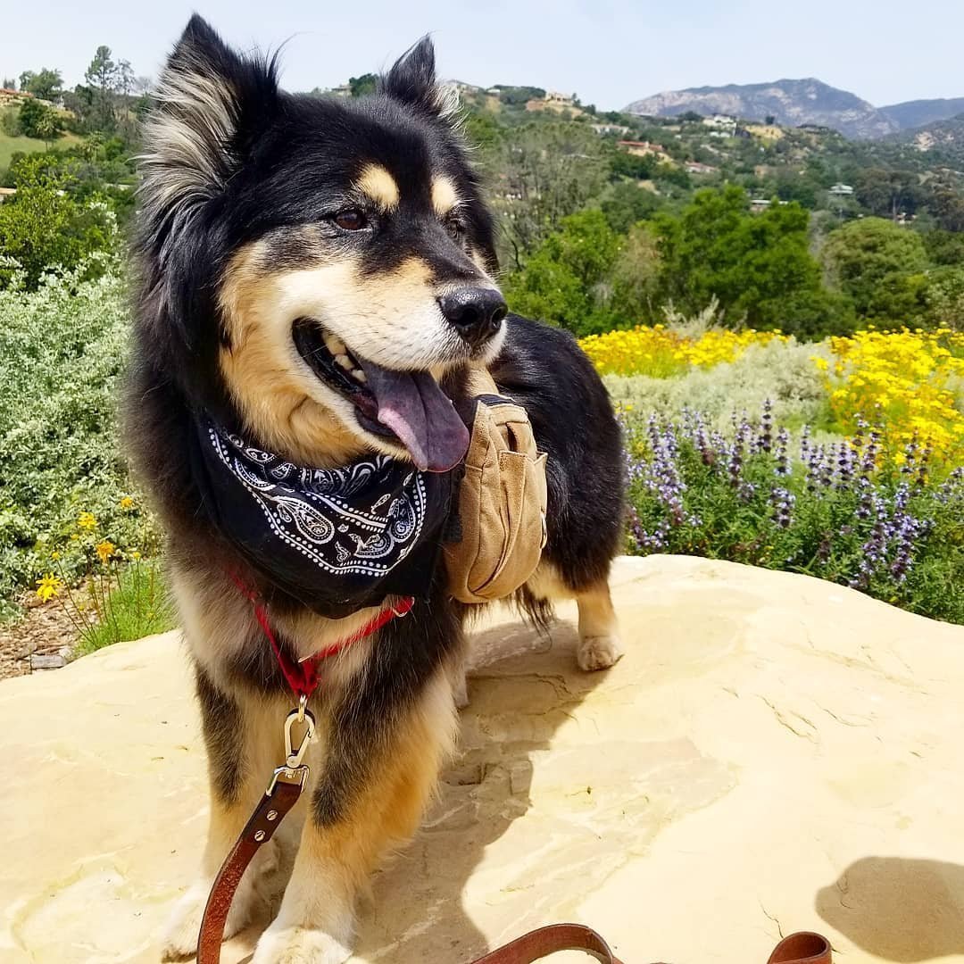 Смеси собак