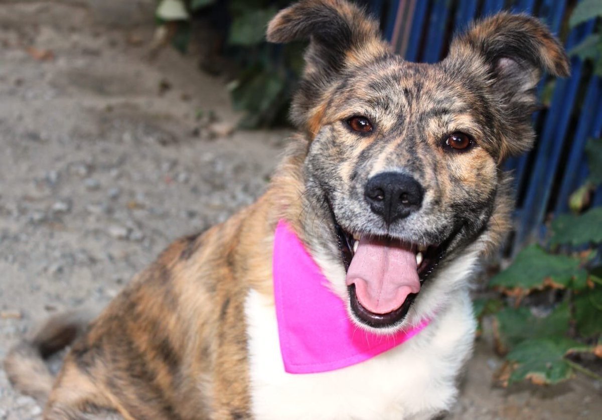 Ротвейлер альбинос