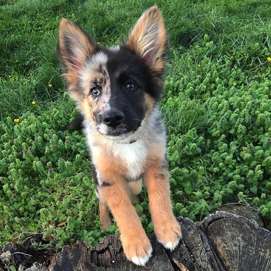 Мини хаски помски