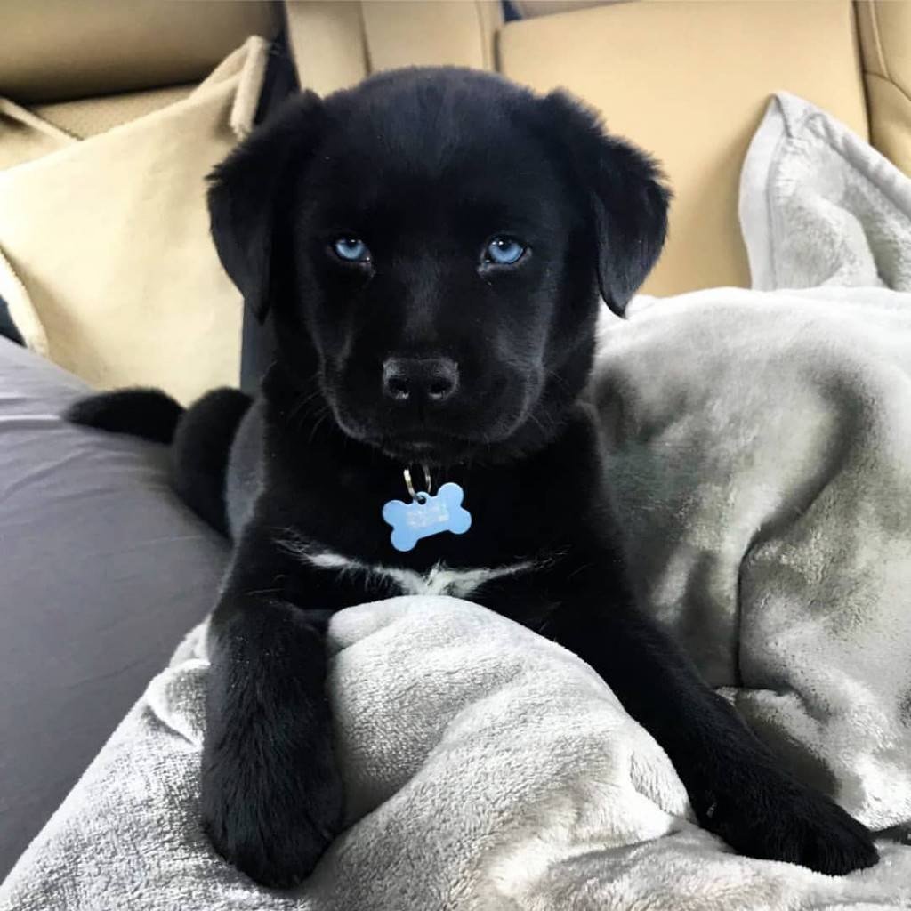 Голландская овчарка Квазимодо псина