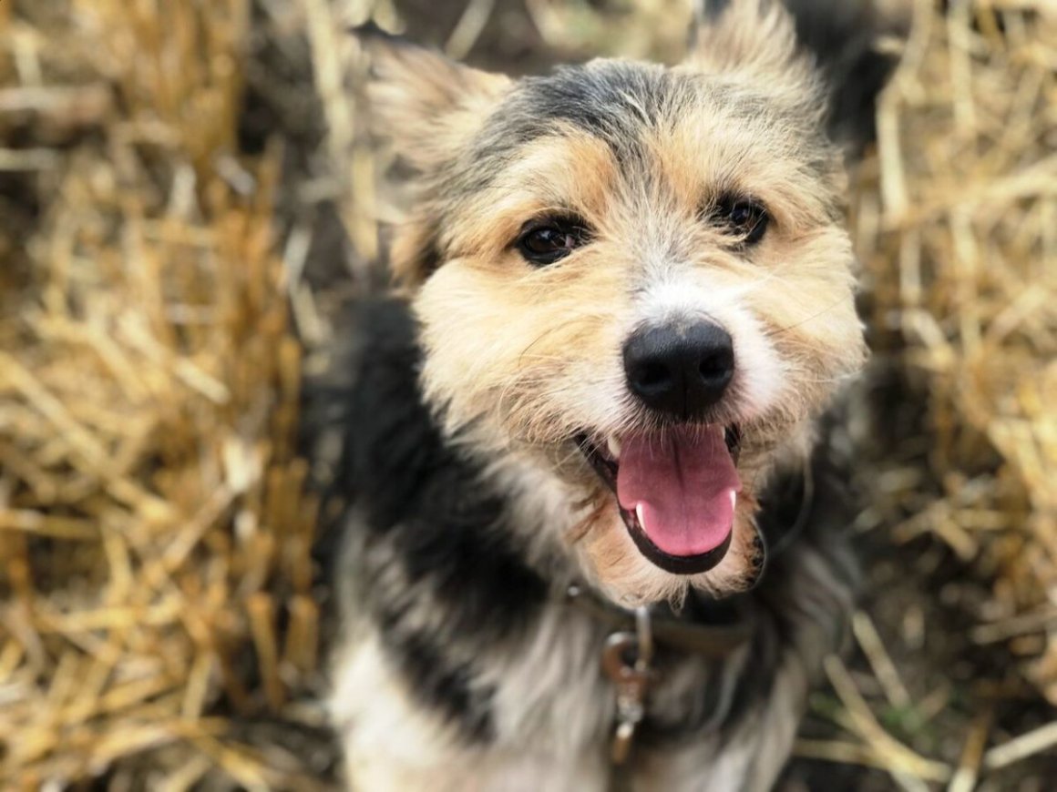 Лабрадор ретривер метис датского дога.