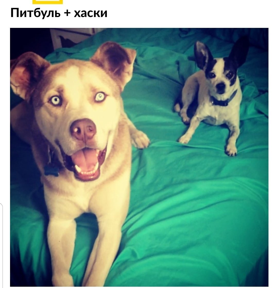 Дворянская порода собак