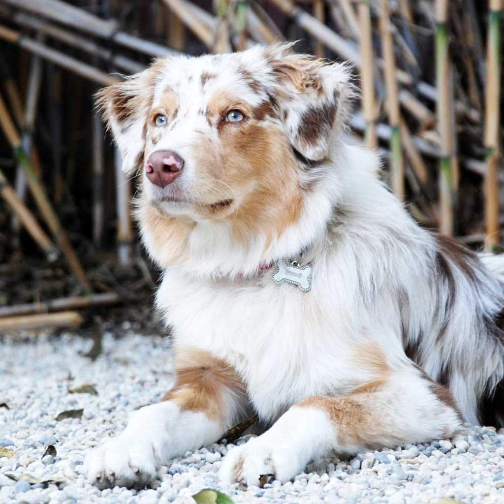 Мастиф с дворняжкой