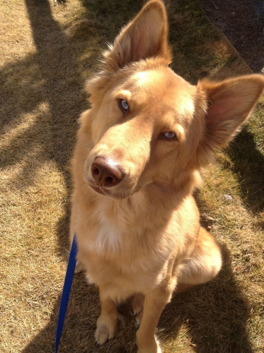 Шпиц и корги и хаски