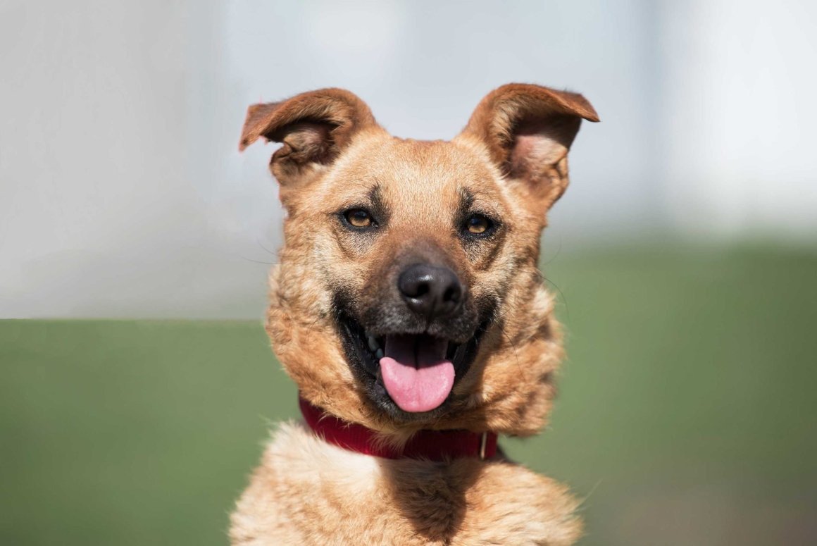 Метис лайки