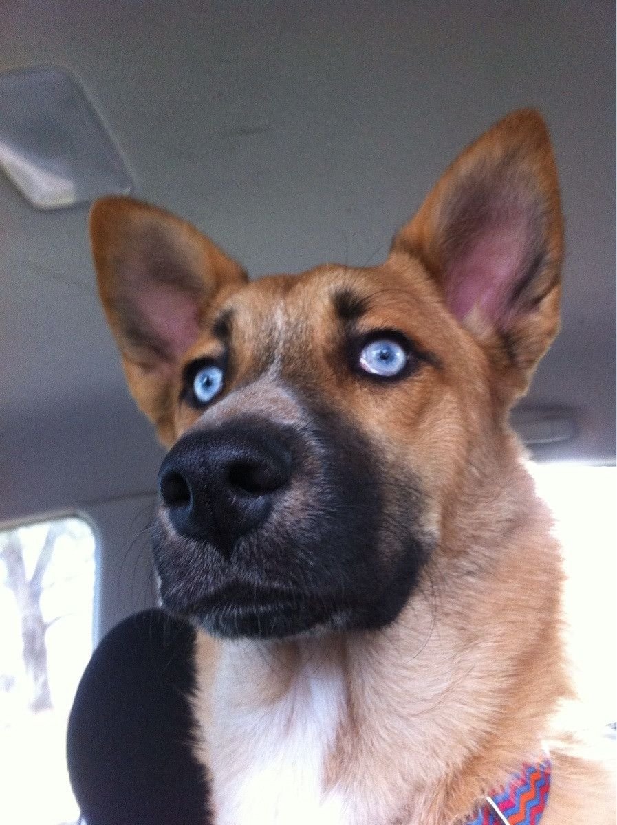 Армант собака