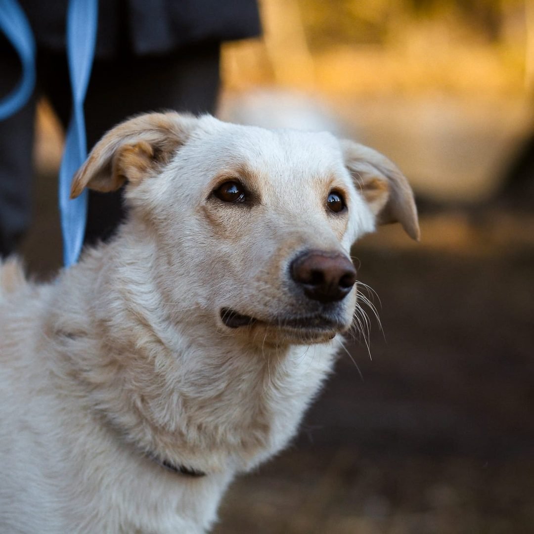 Метис хаски и таксы