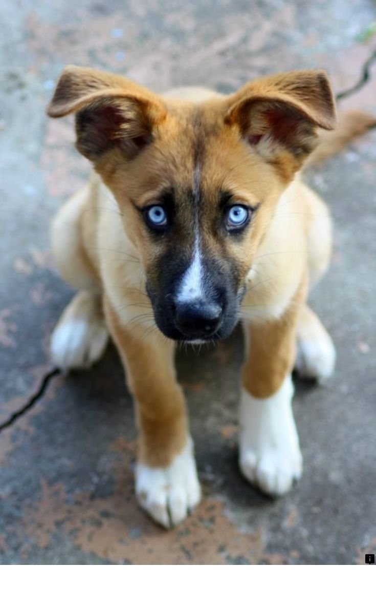 Померанский хаски