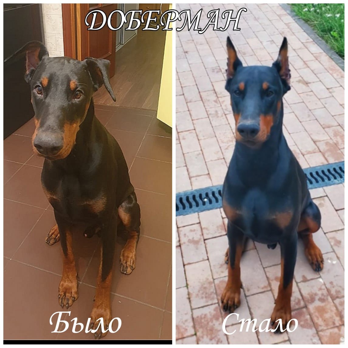 Кане Корсо с хвостом