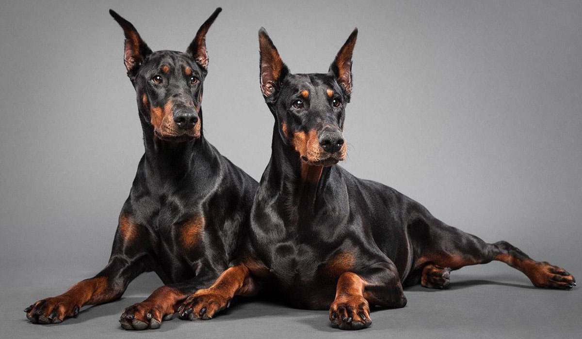 Королевский Доберман
