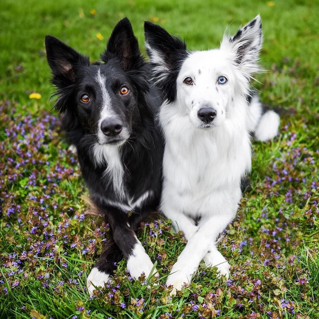 Бордер колли белый