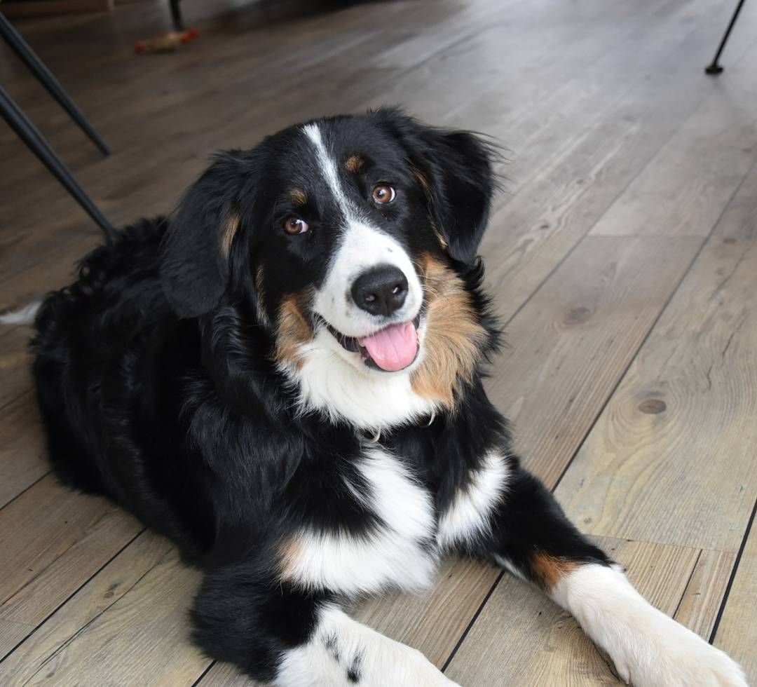 Аусси черный