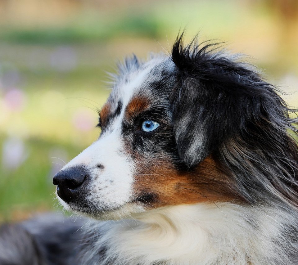 Австралийская пастушья овчарка