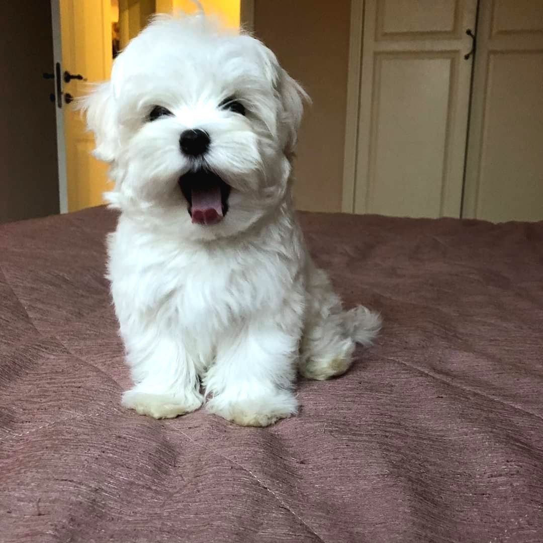 Мальтийскоя балонка помеси