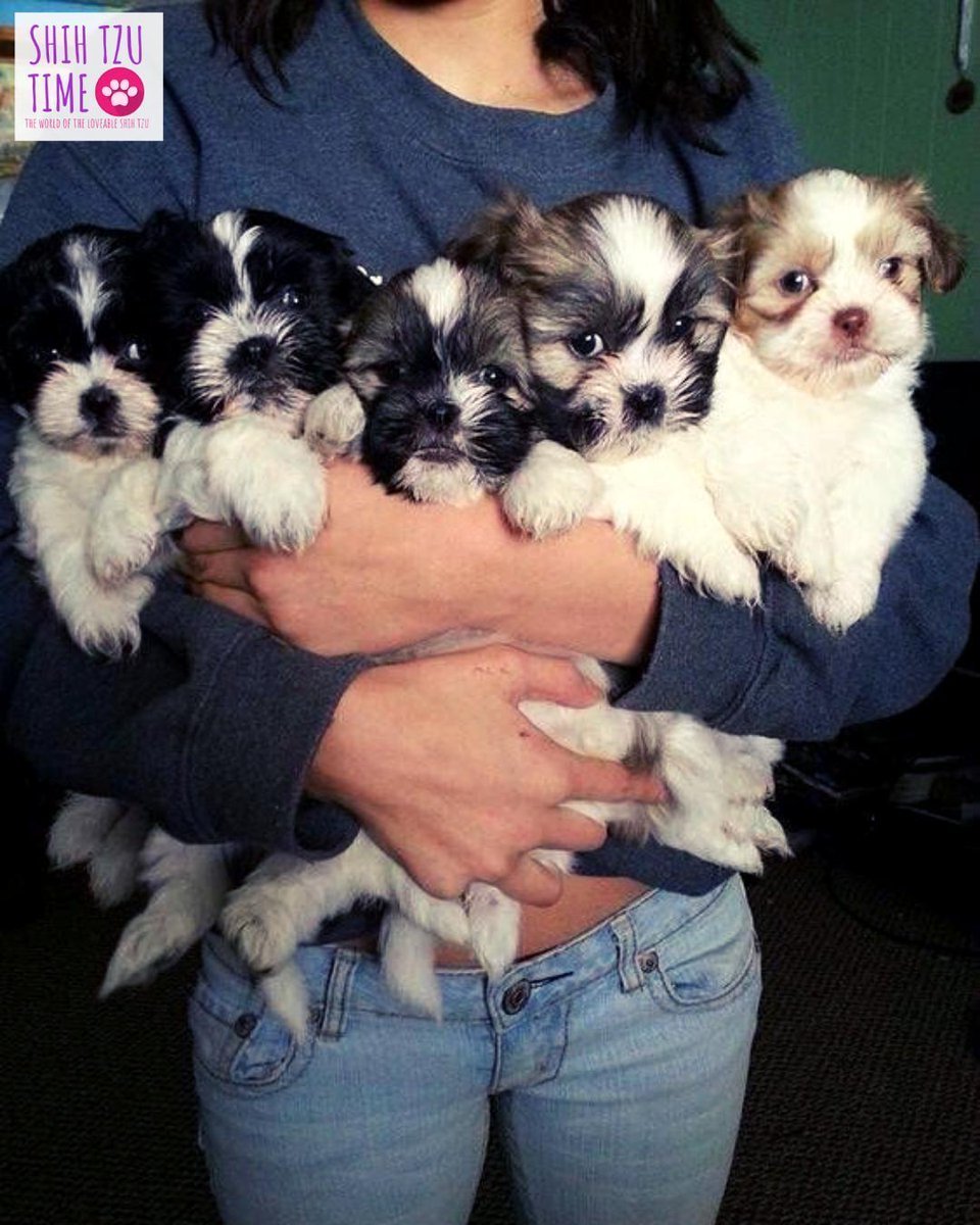 Метис Йорка и пуделя