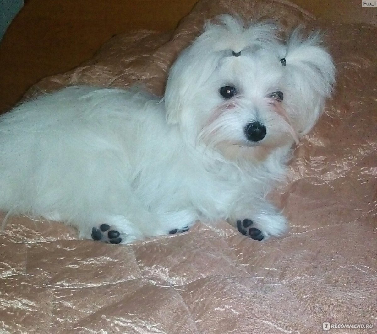 Метис Болонки